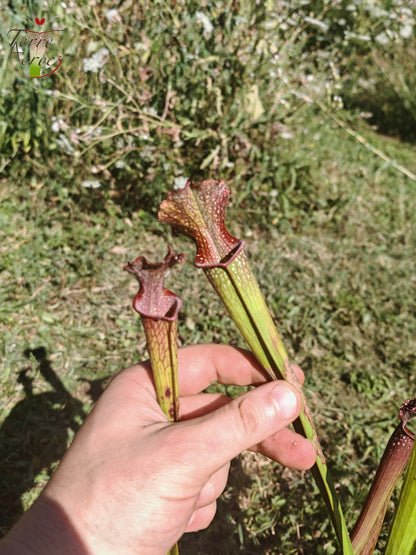 U20 Sarracenia Single-Hybrid