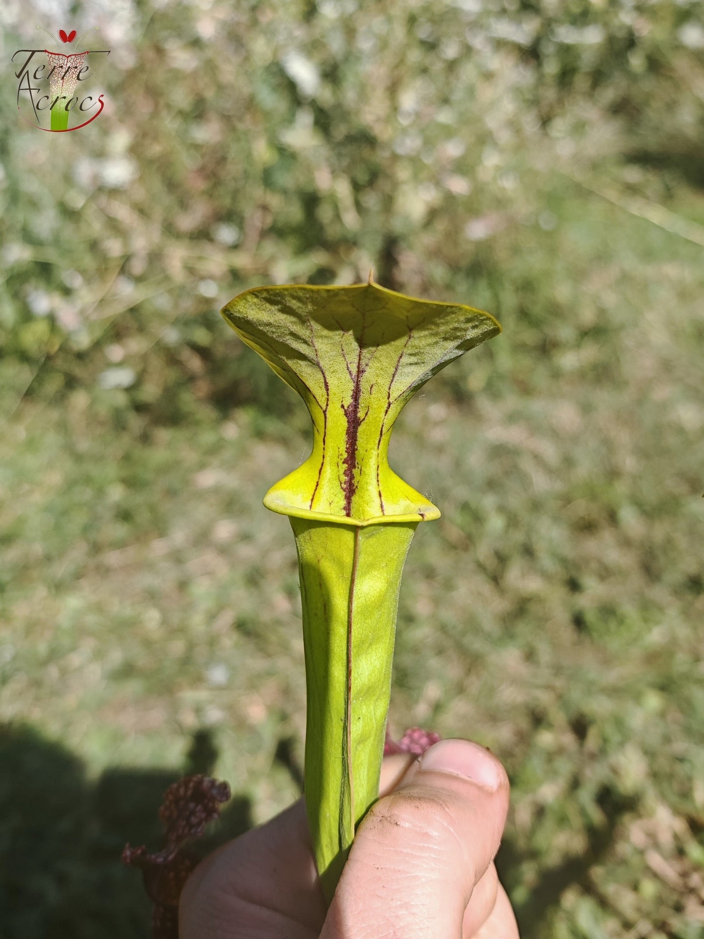 U21 Sarracenia Single-Hybrid