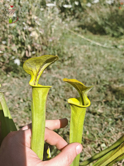 U21 Sarracenia Single-Hybrid