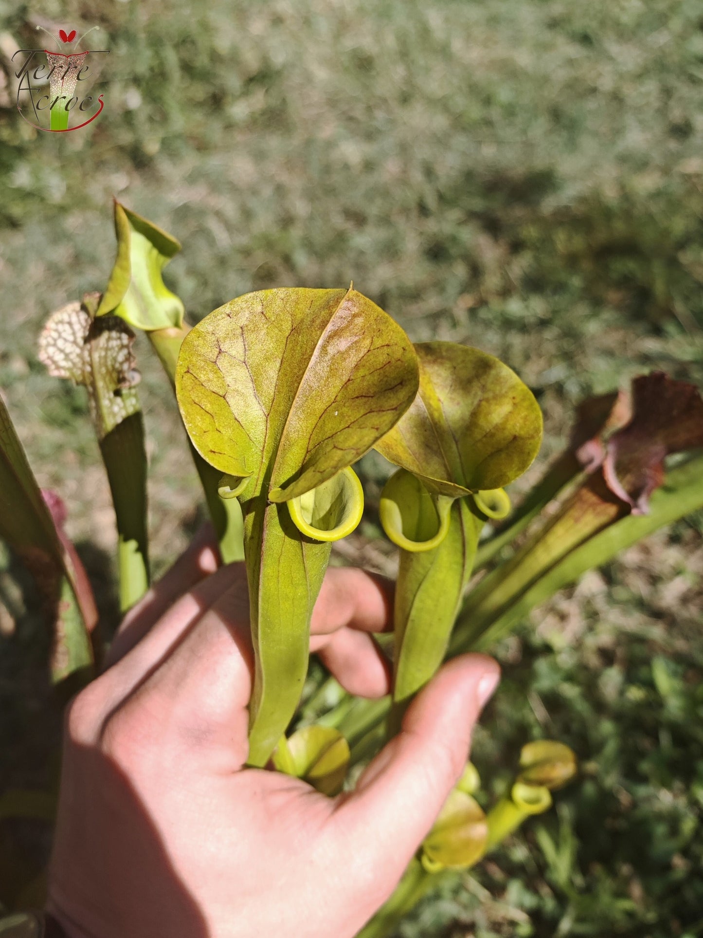 U21 Sarracenia hybride unique