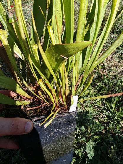 U21 Sarracenia hybride unique