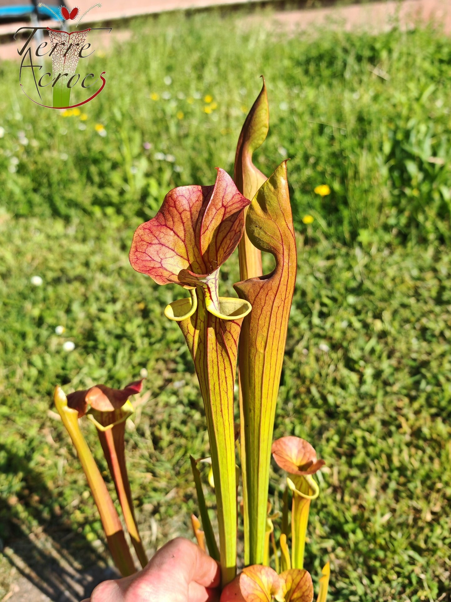U23-01 Sarracenia hybride
