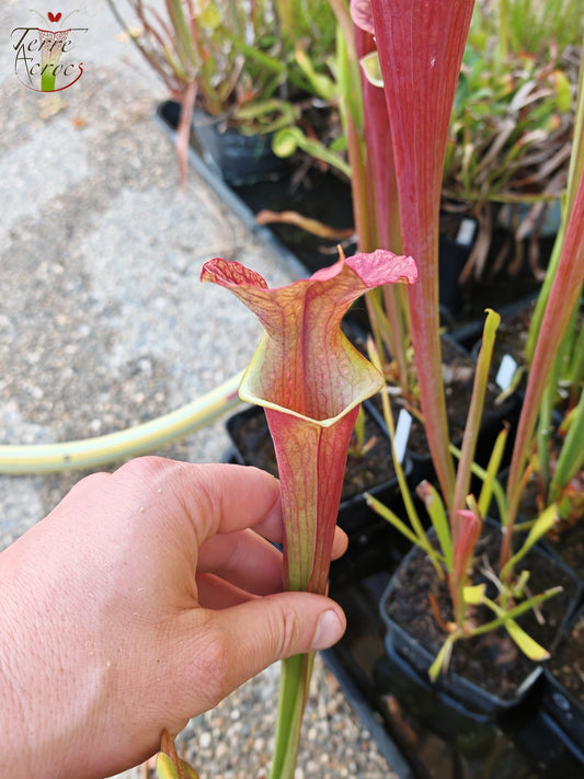 U24 Sarracenia hybride