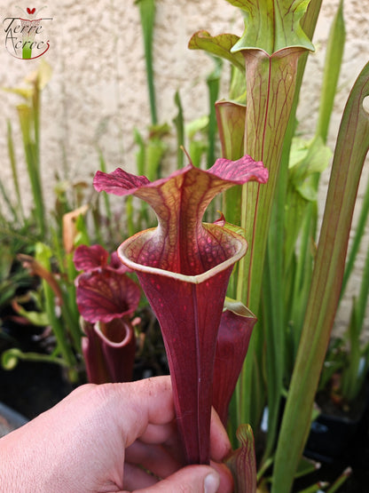 U24 Sarracenia hybride unique