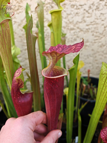 U24 Sarracenia hybride unique