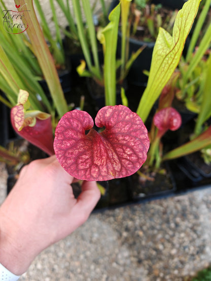 U24 Sarracenia hybride unique