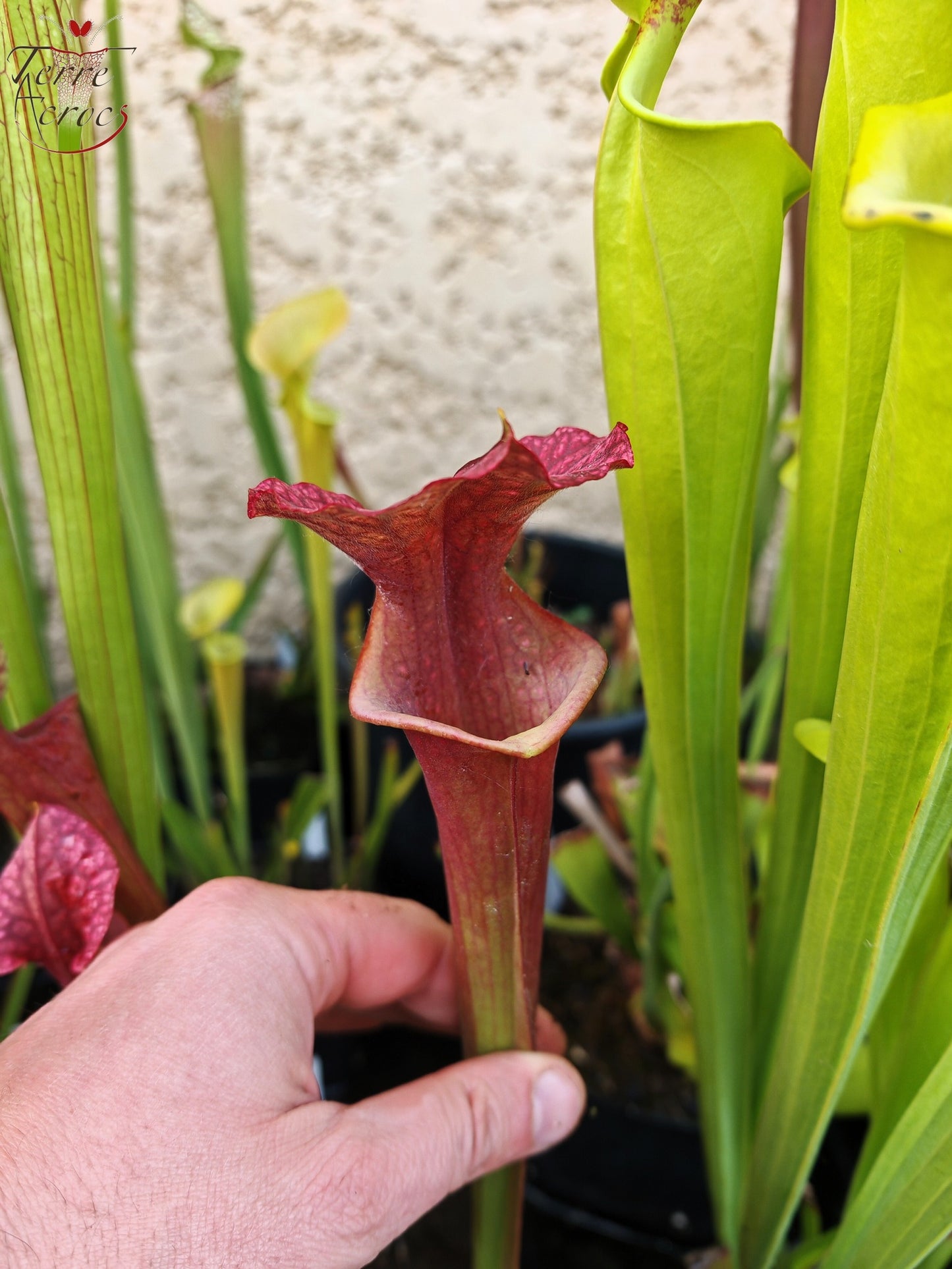 U24 Sarracenia hybride unique