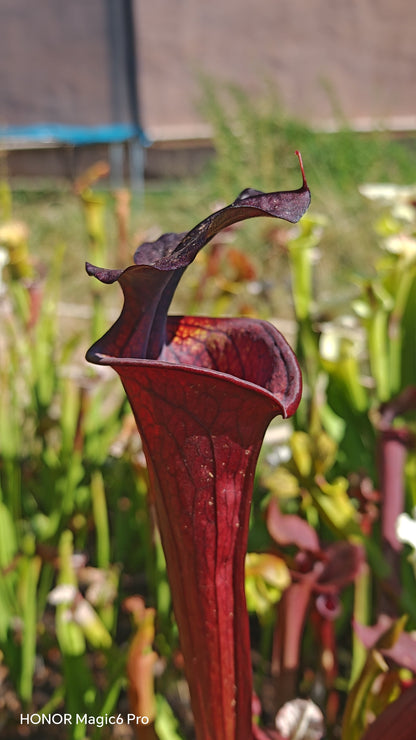LB09 Sarracenia hybride unique